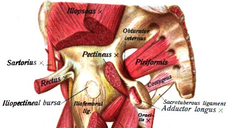 Piriformis muscle seen from the front header